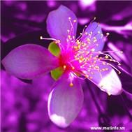 Tình Khúc Hoa Sim - Various Artists