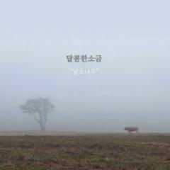 Pine Months - Sweet Salt