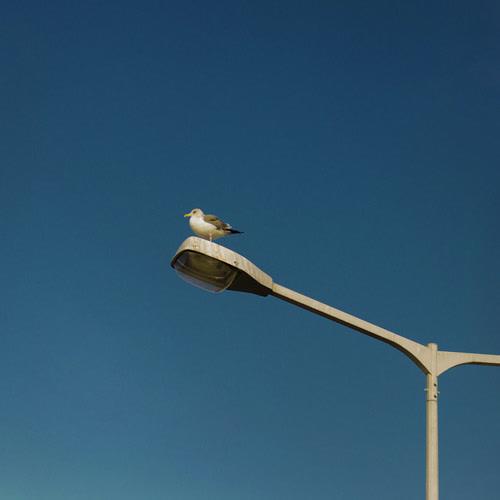 Blue Winter (Single) - Cott