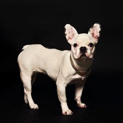 Dog Tape (Mini Album) - Gimmiky