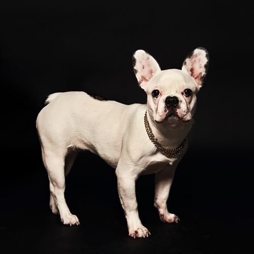 Dog Tape (Mini Album) - Gimmiky